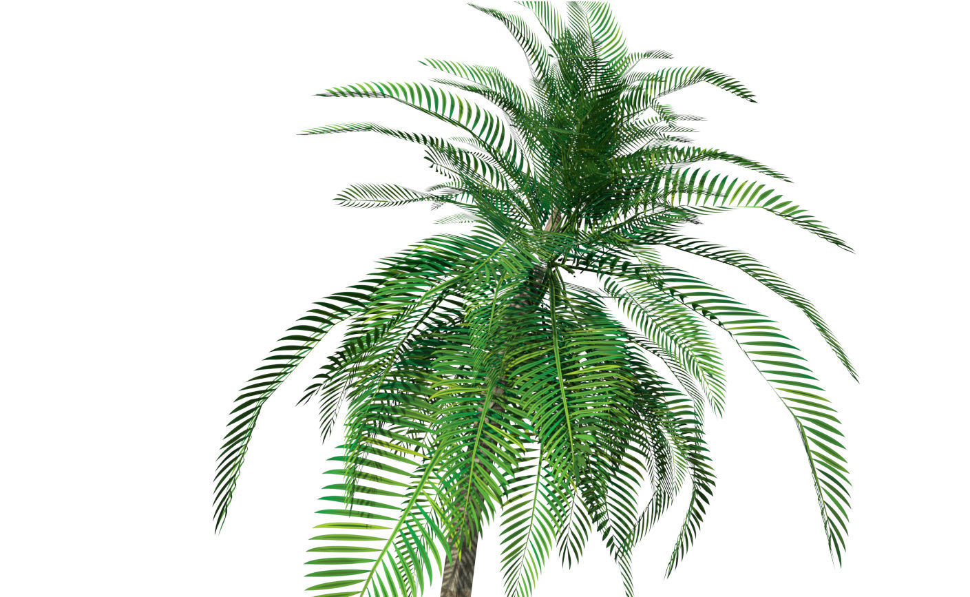 Coconut Tree 3D model_4