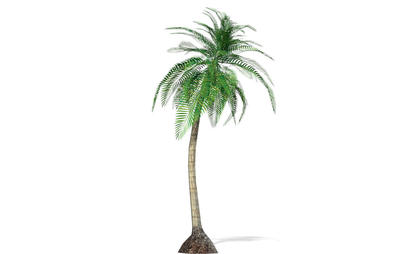 Coconut Tree 3D model_3
