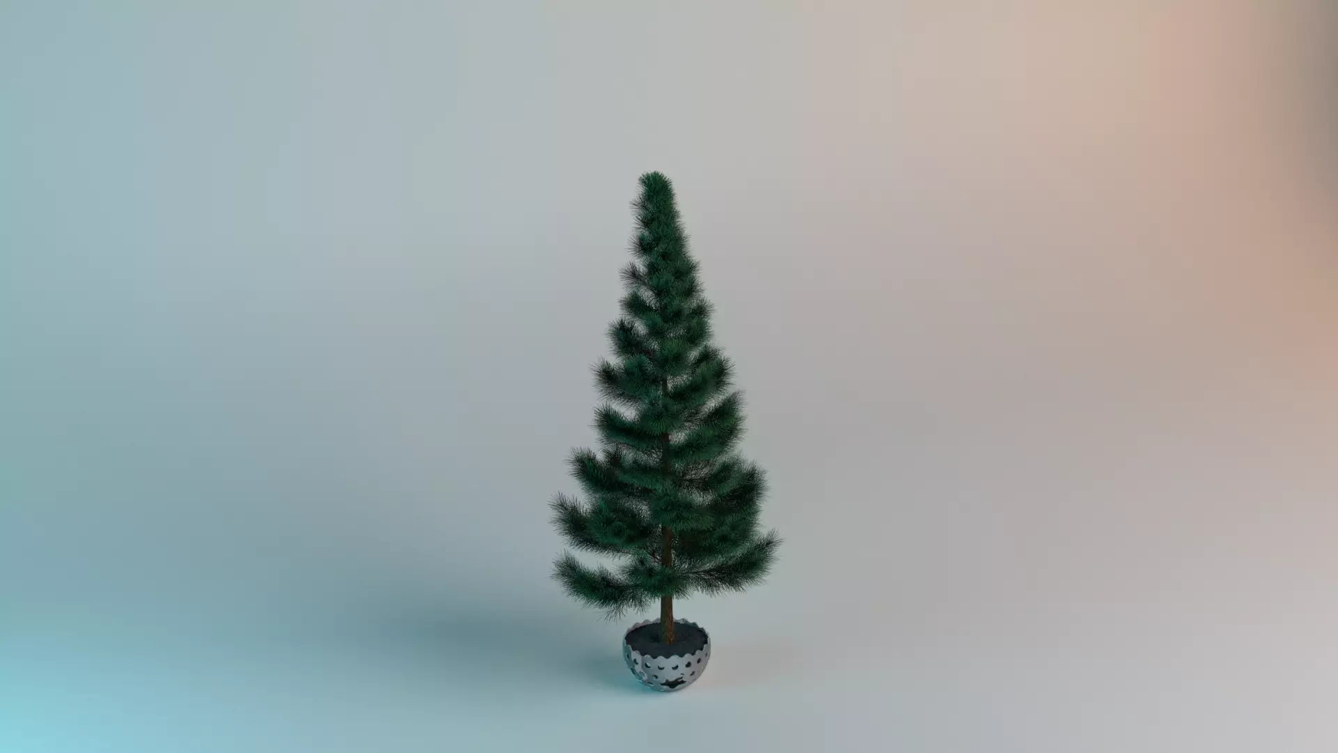 Picea pungens fatalbert 3D model_0