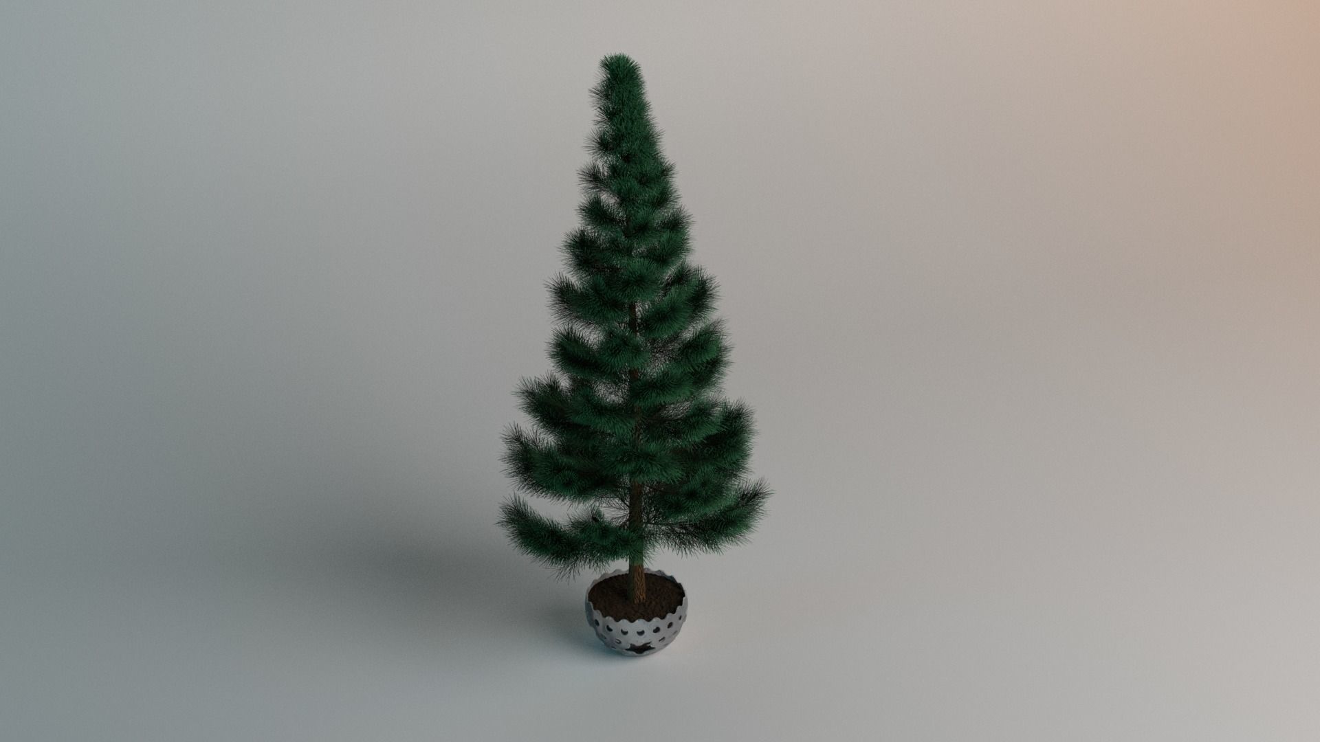 Picea pungens fatalbert 3D model_1