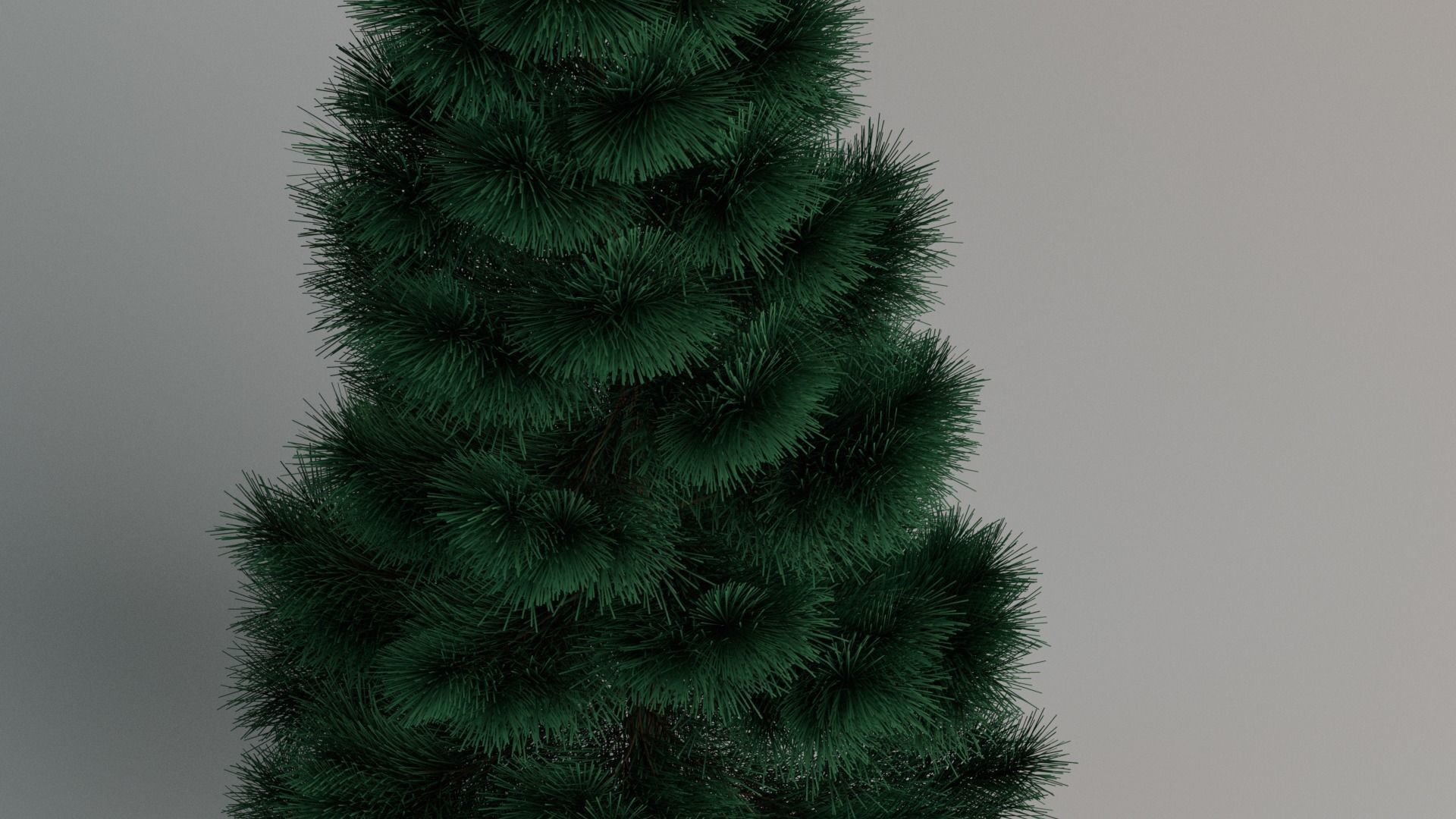 Picea pungens fatalbert 3D model_2