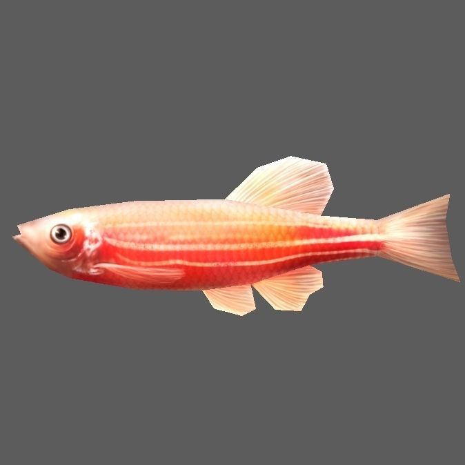 Neontetra fish Low-poly 3D model_2