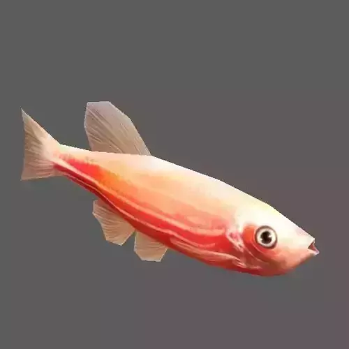Neontetra fish