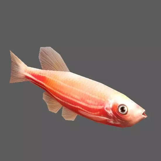 Neontetra fish Low-poly 3D model_0