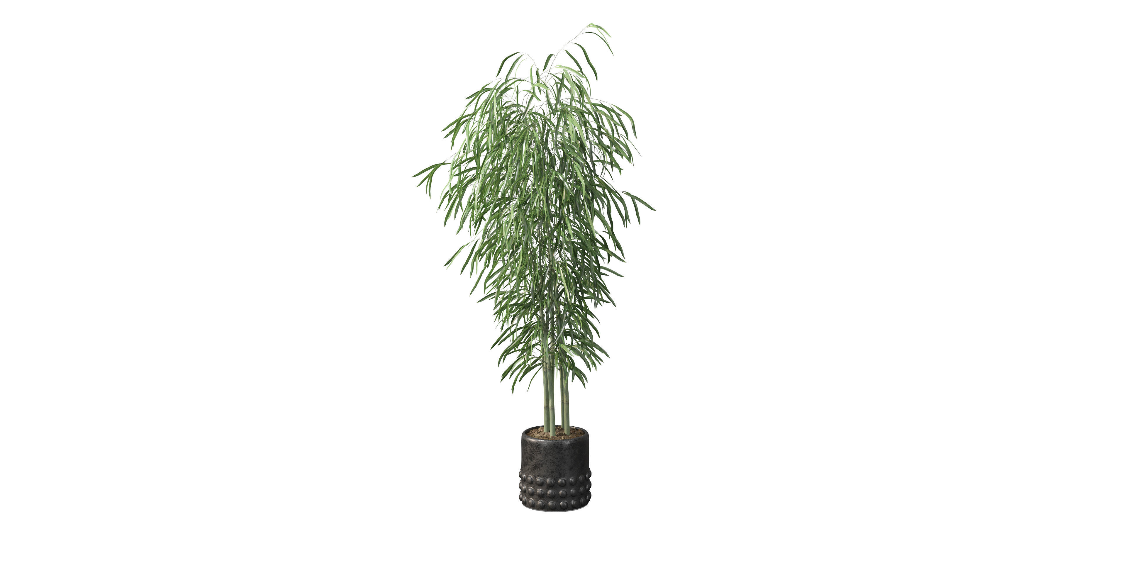Bamboo in black oval pot 3D model_33