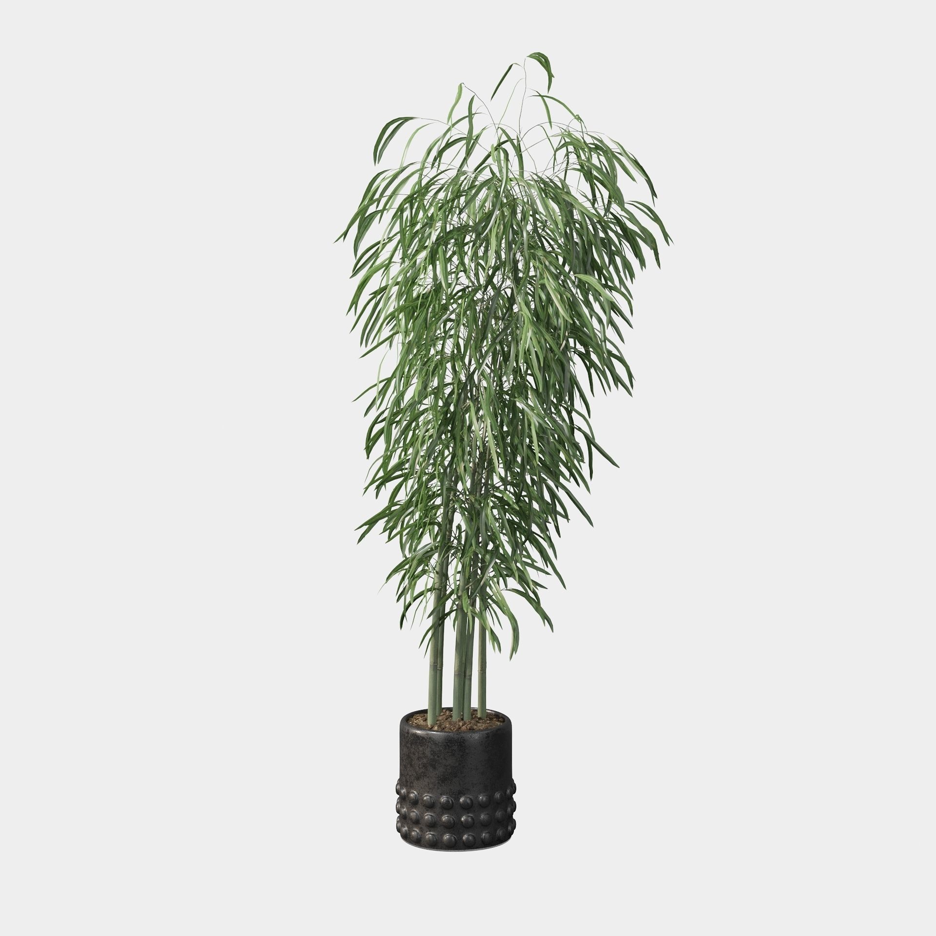Bamboo in black oval pot 3D model_10
