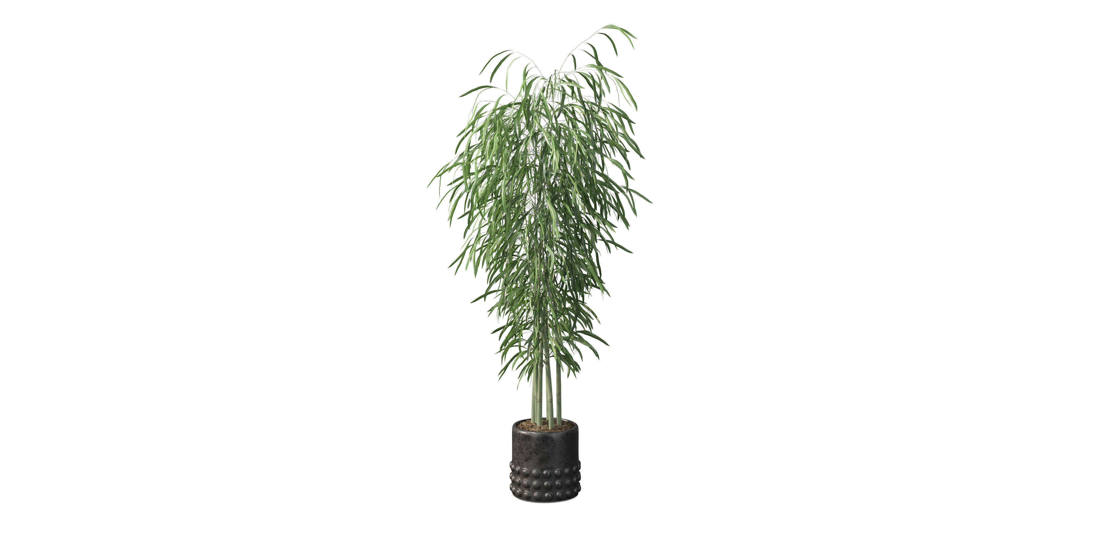 Bamboo in black oval pot 3D model_31
