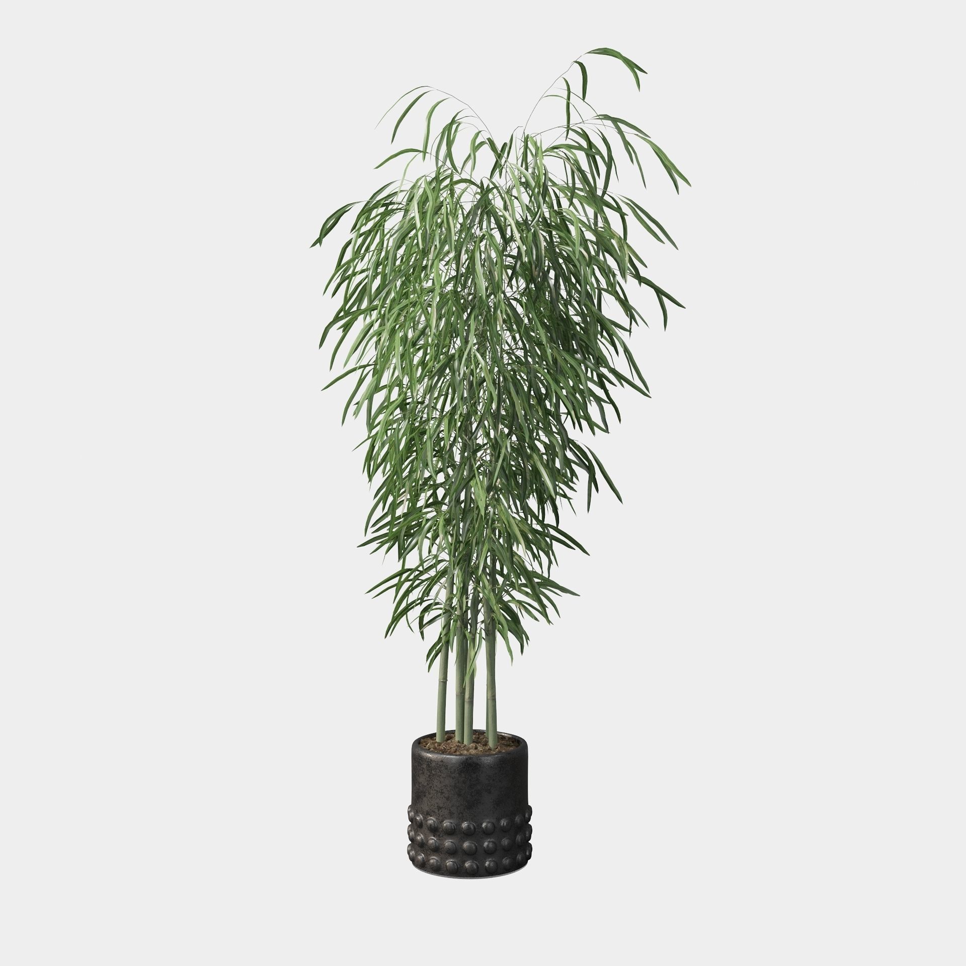 Bamboo in black oval pot 3D model_6