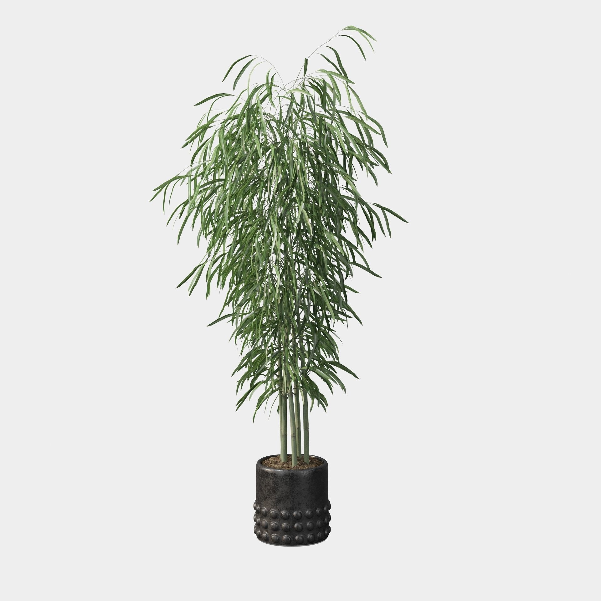 Bamboo in black oval pot 3D model_23