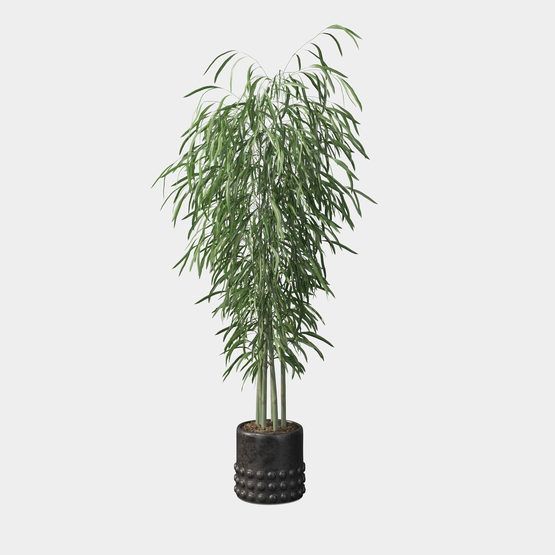 Bamboo in black oval pot 3D model_79