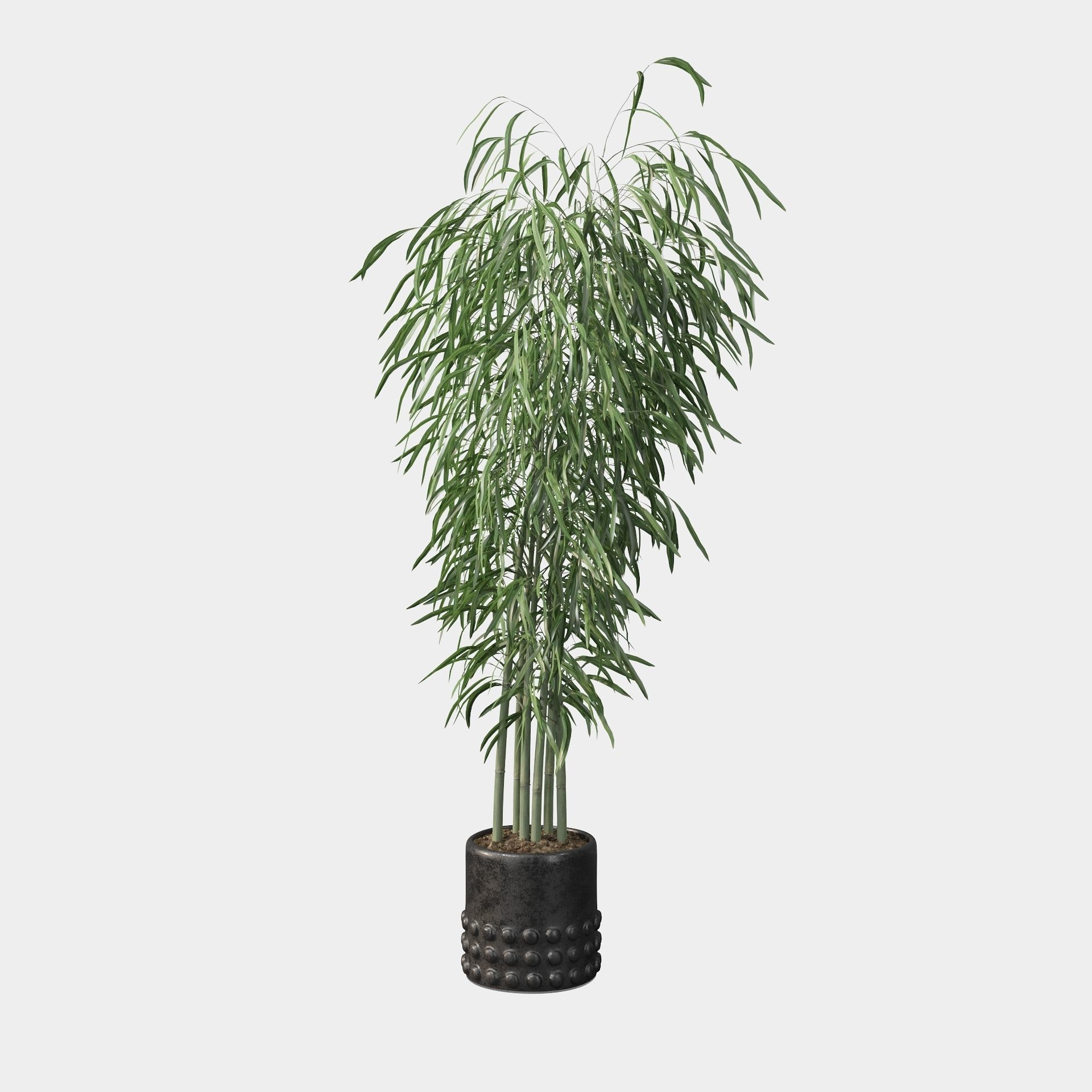 Bamboo in black oval pot 3D model_73