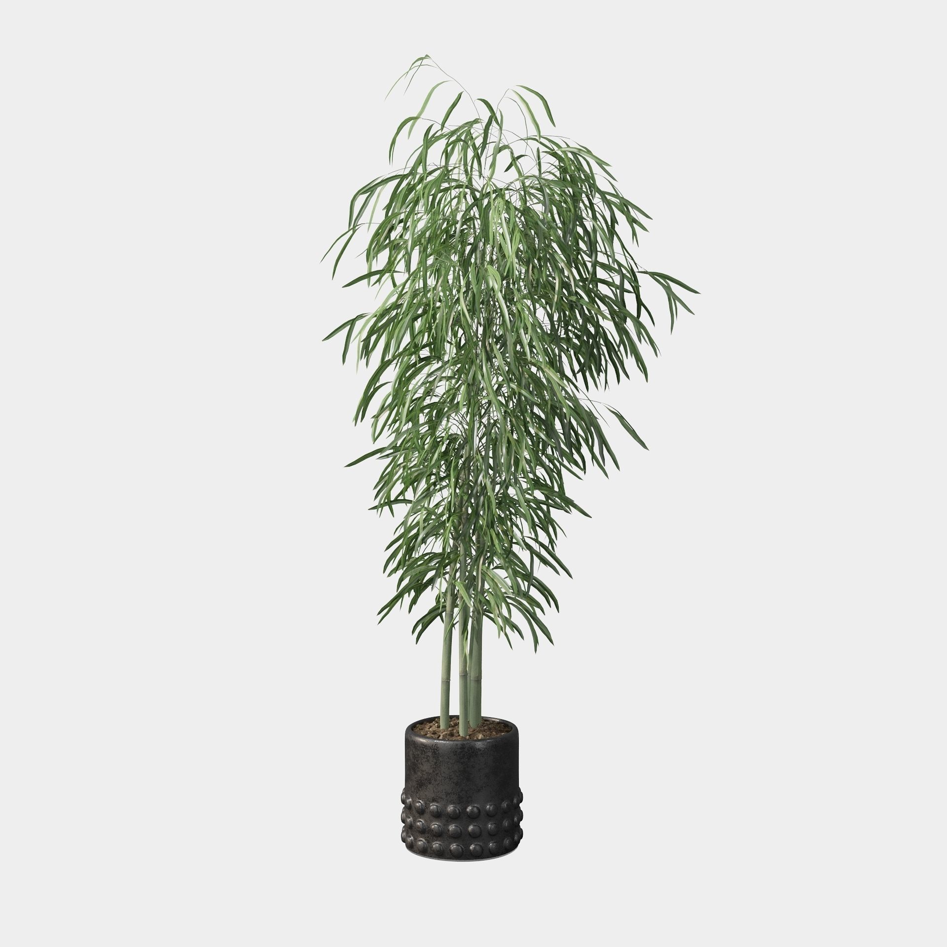 Bamboo in black oval pot 3D model_49