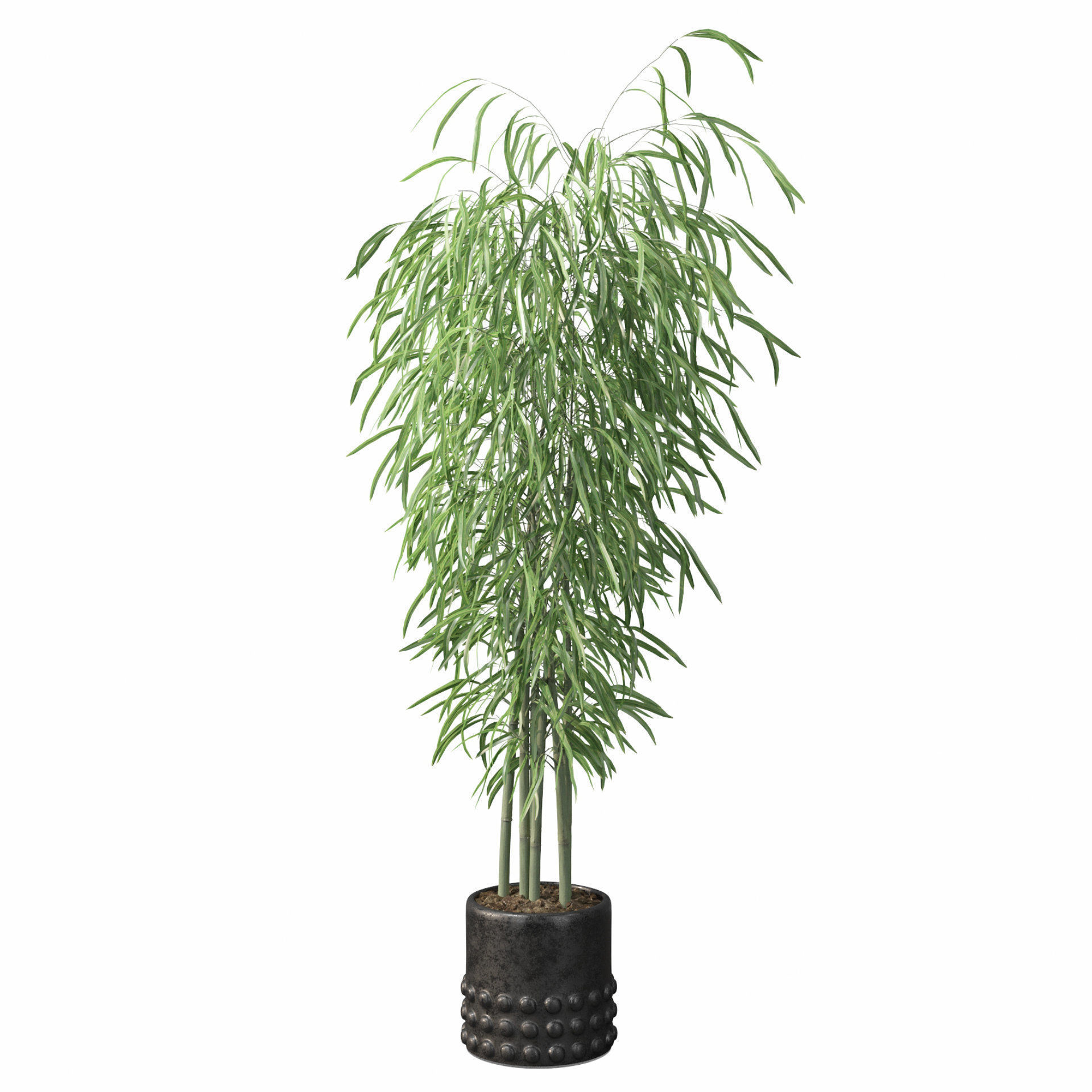 Bamboo in black oval pot 3D model_1