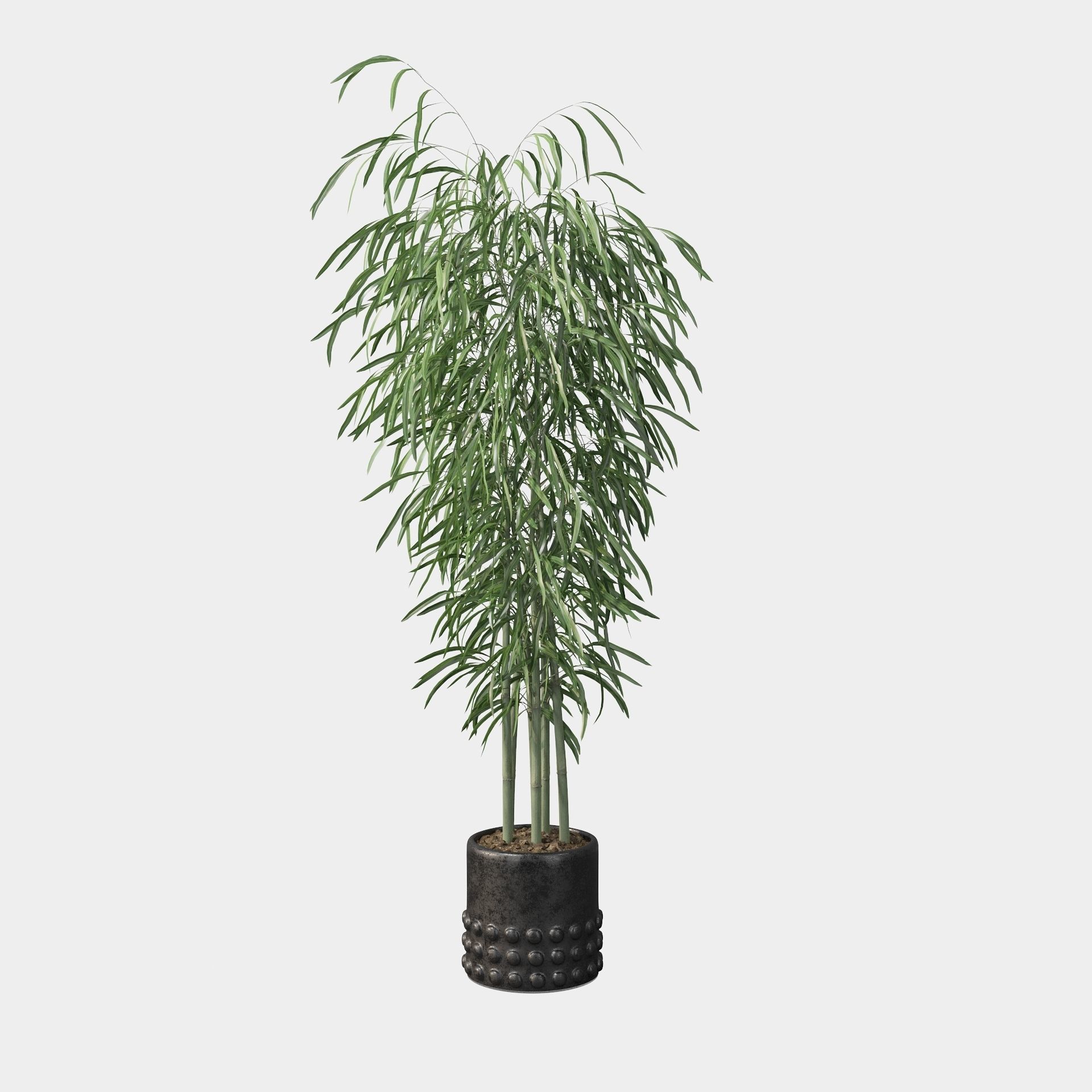 Bamboo in black oval pot 3D model_77