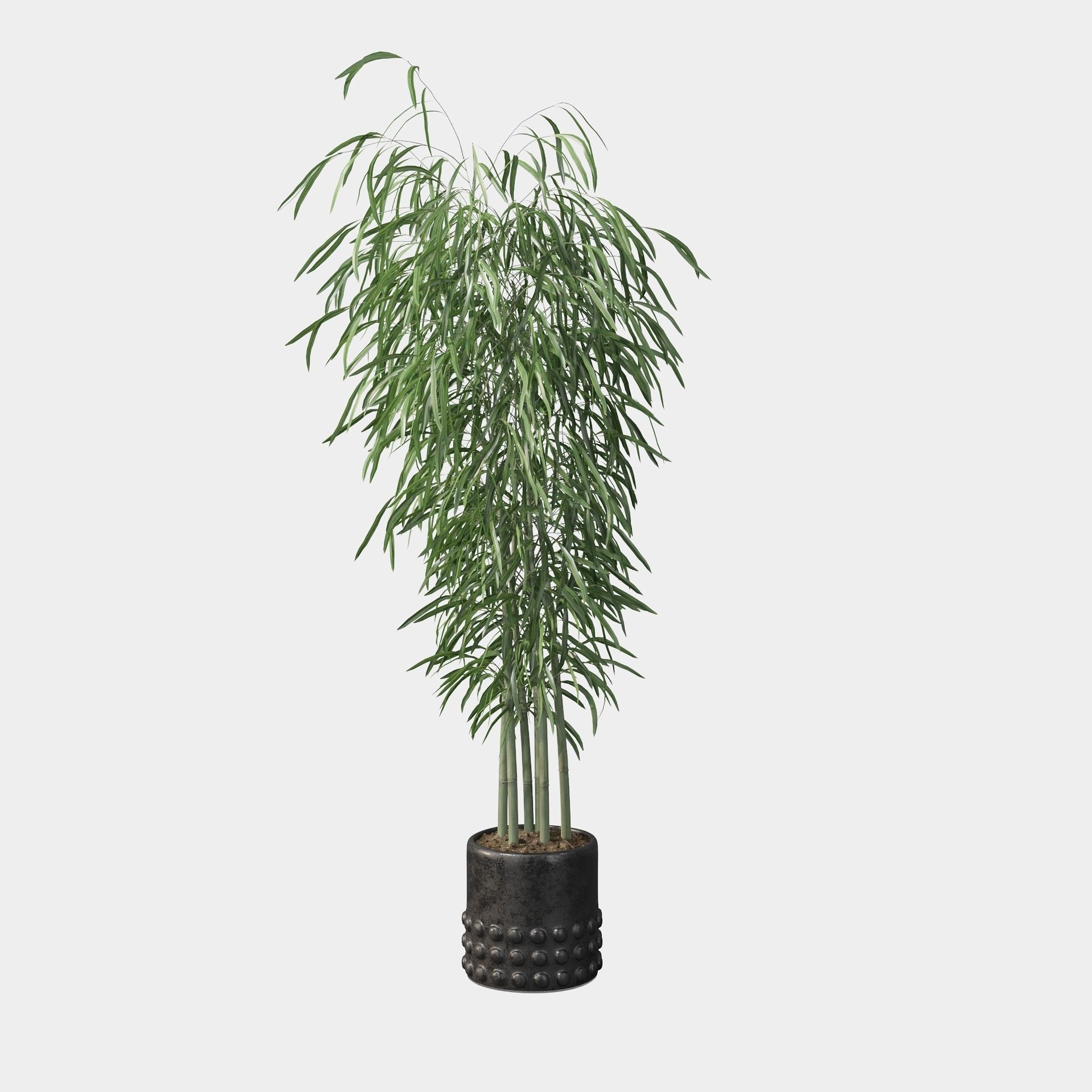 Bamboo in black oval pot 3D model_17
