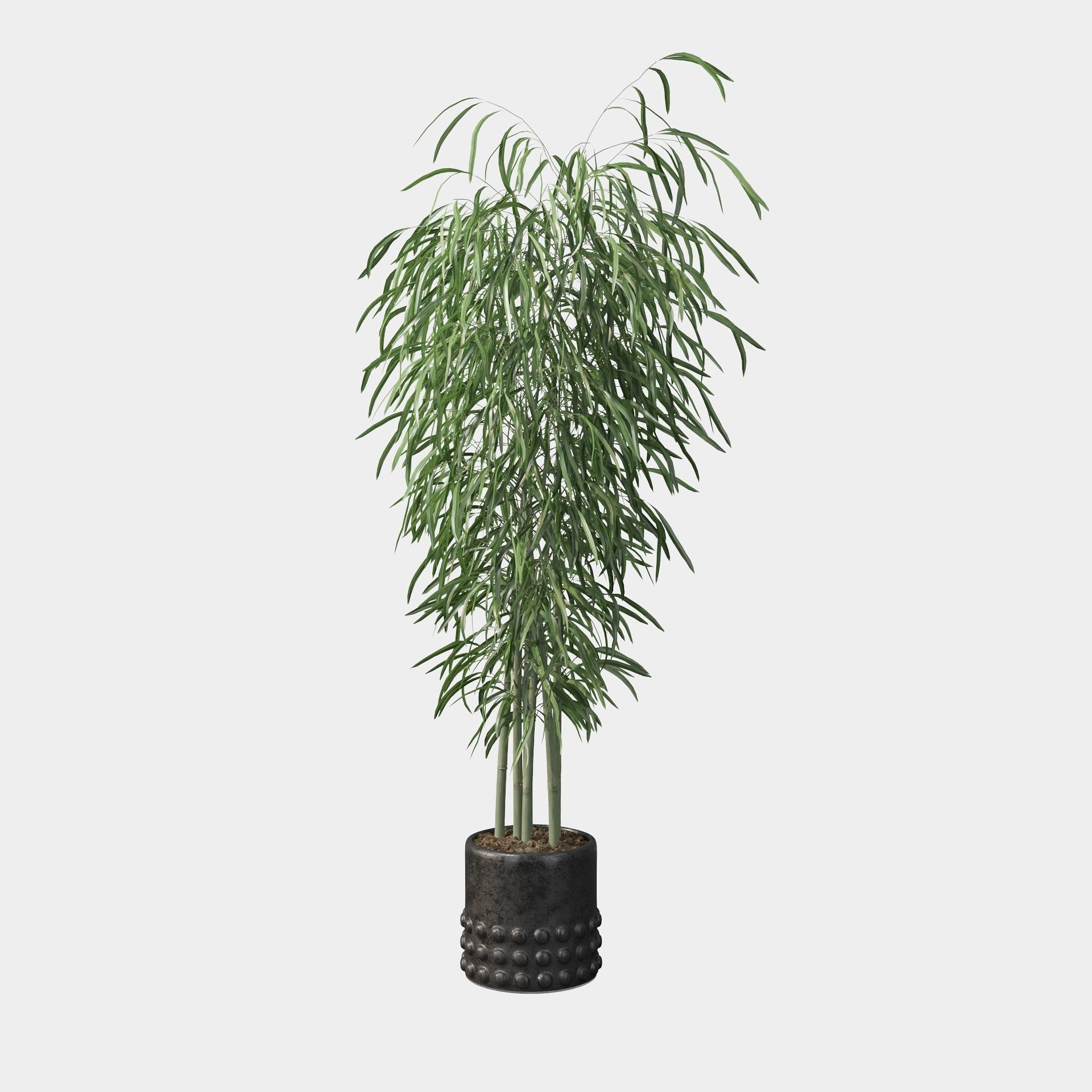 Bamboo in black oval pot 3D model_27