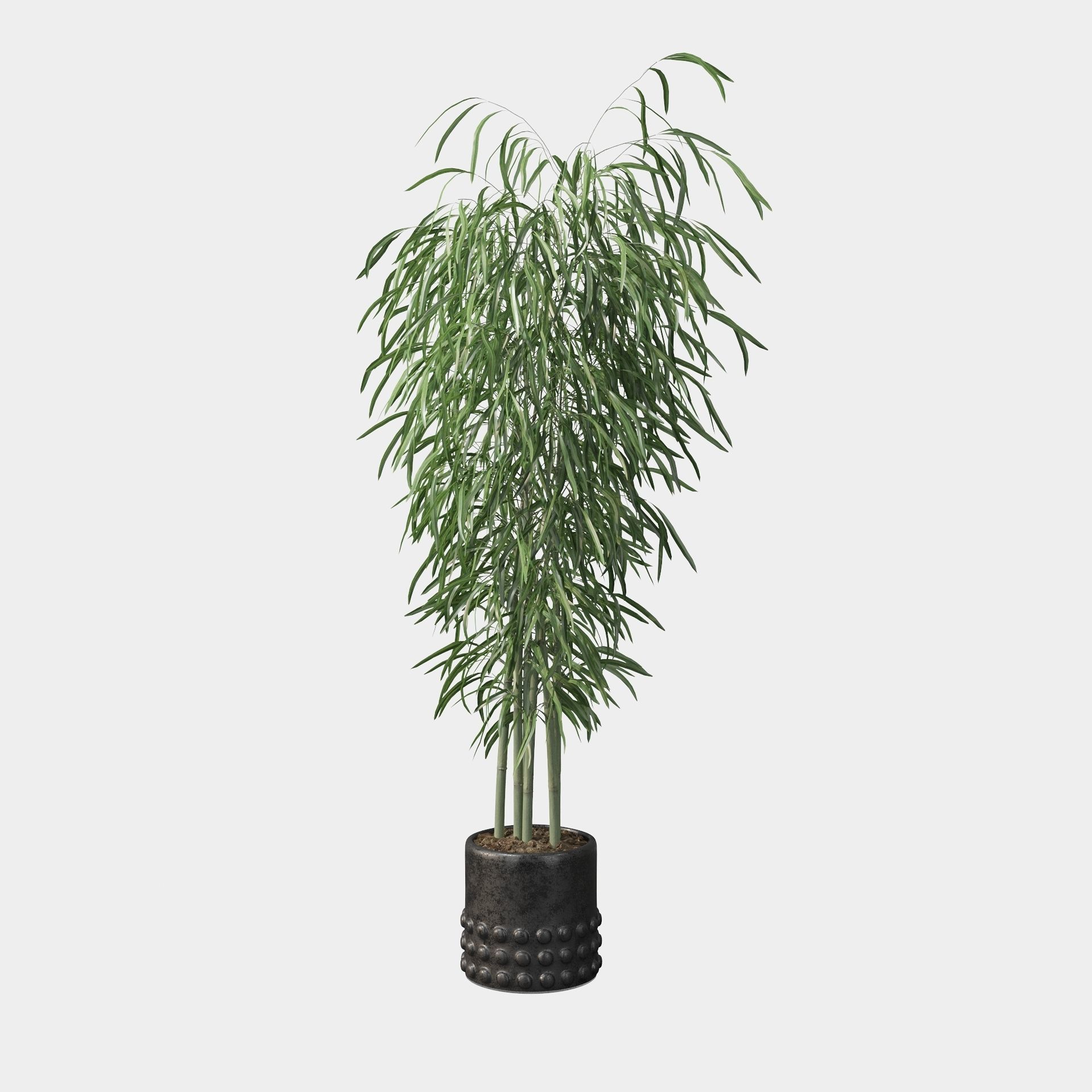 Bamboo in black oval pot 3D model_4