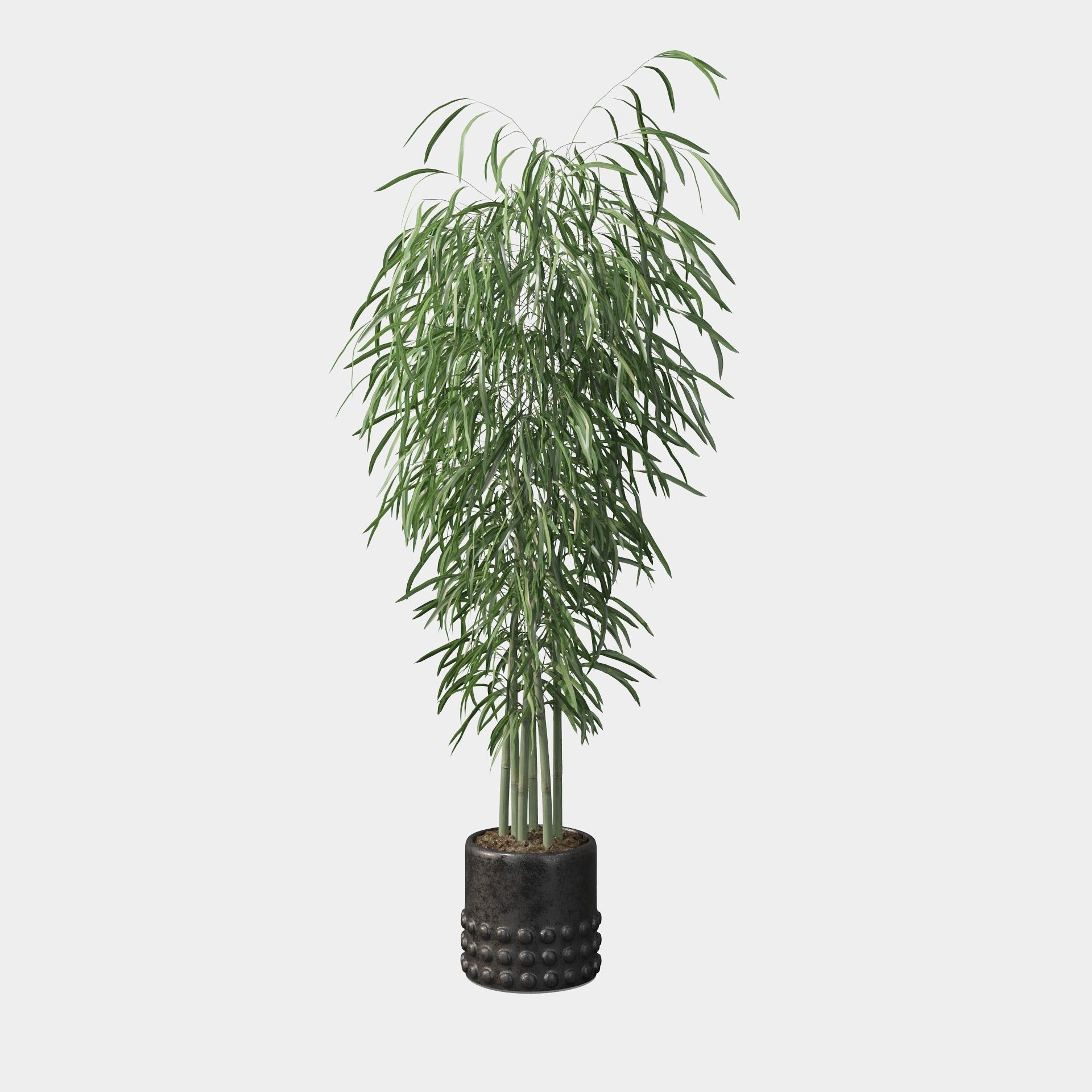 Bamboo in black oval pot 3D model_25