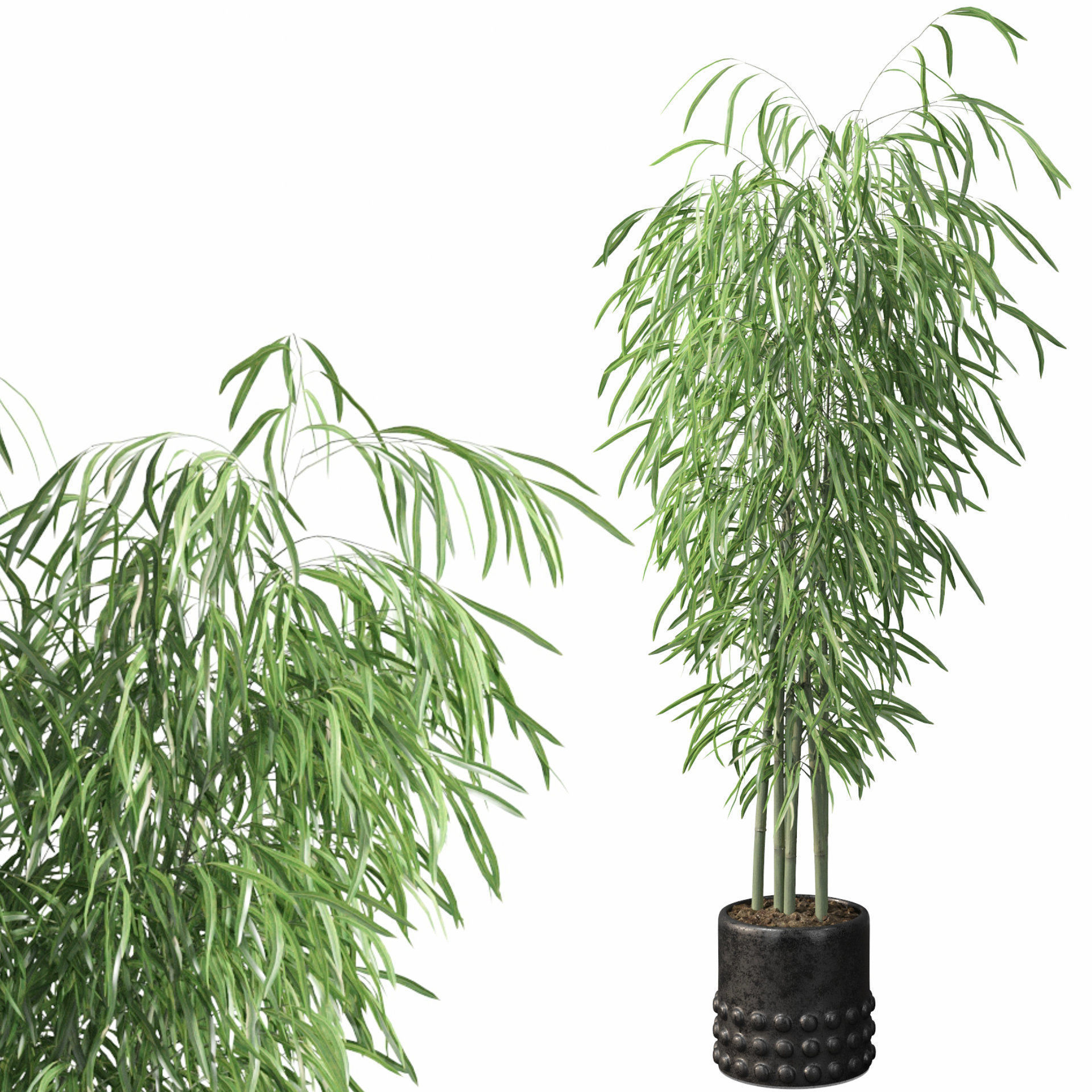 Bamboo in black oval pot 3D model_29
