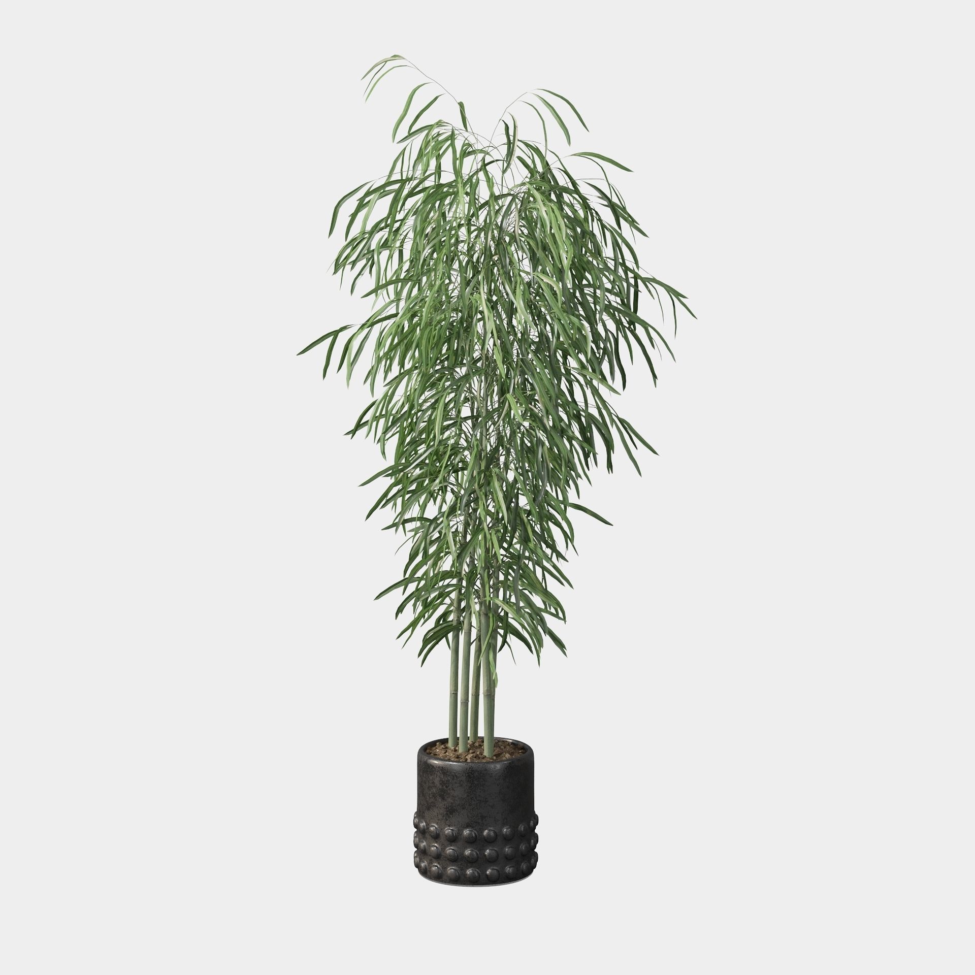 Bamboo in black oval pot 3D model_14