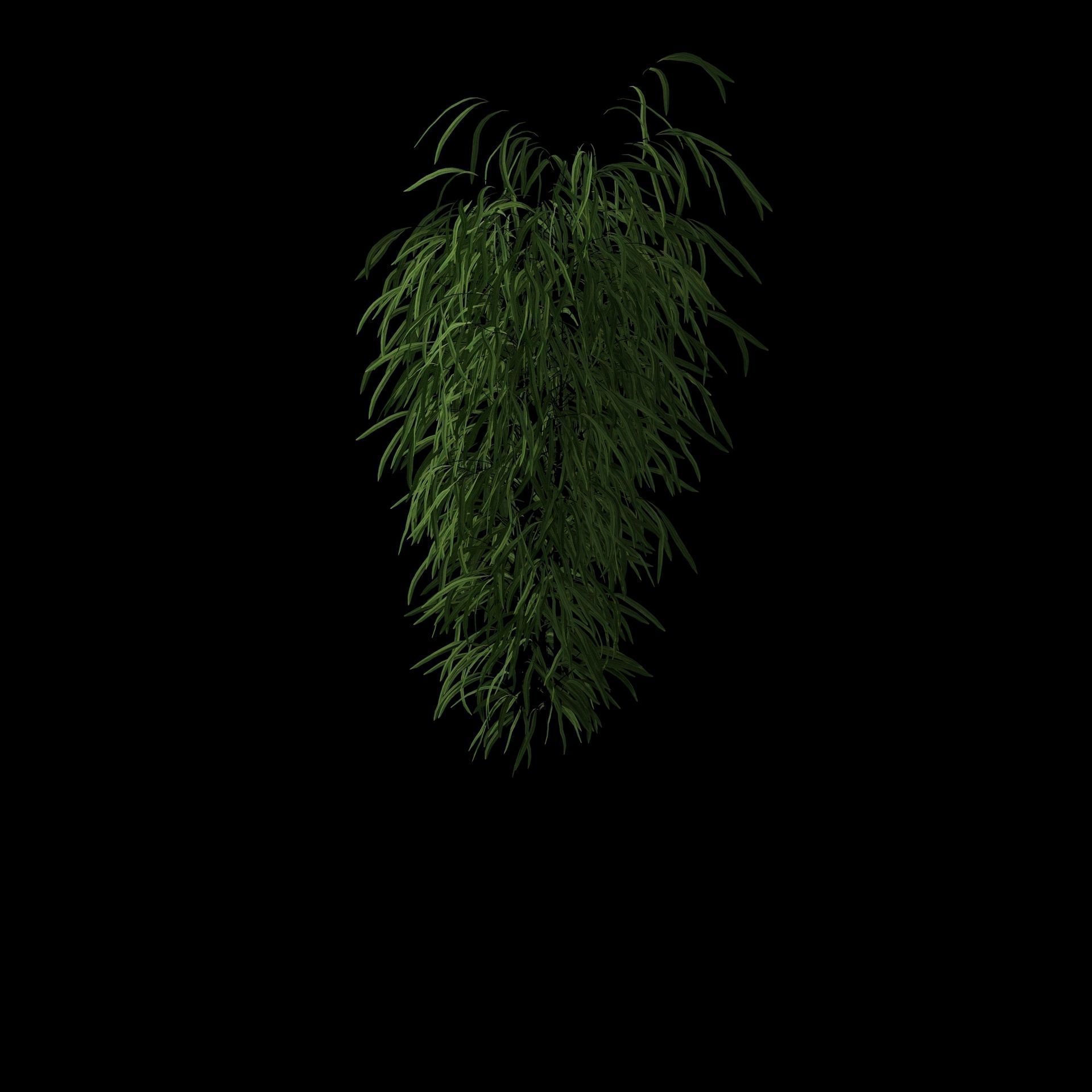 Bamboo in black oval pot 3D model_36