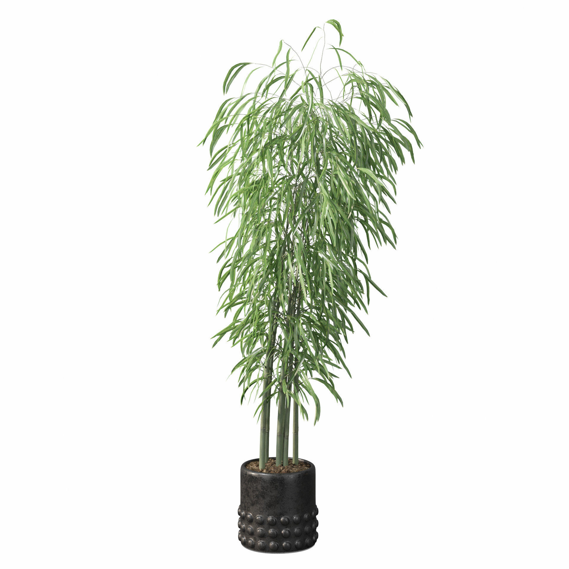 Bamboo in black oval pot 3D model_2