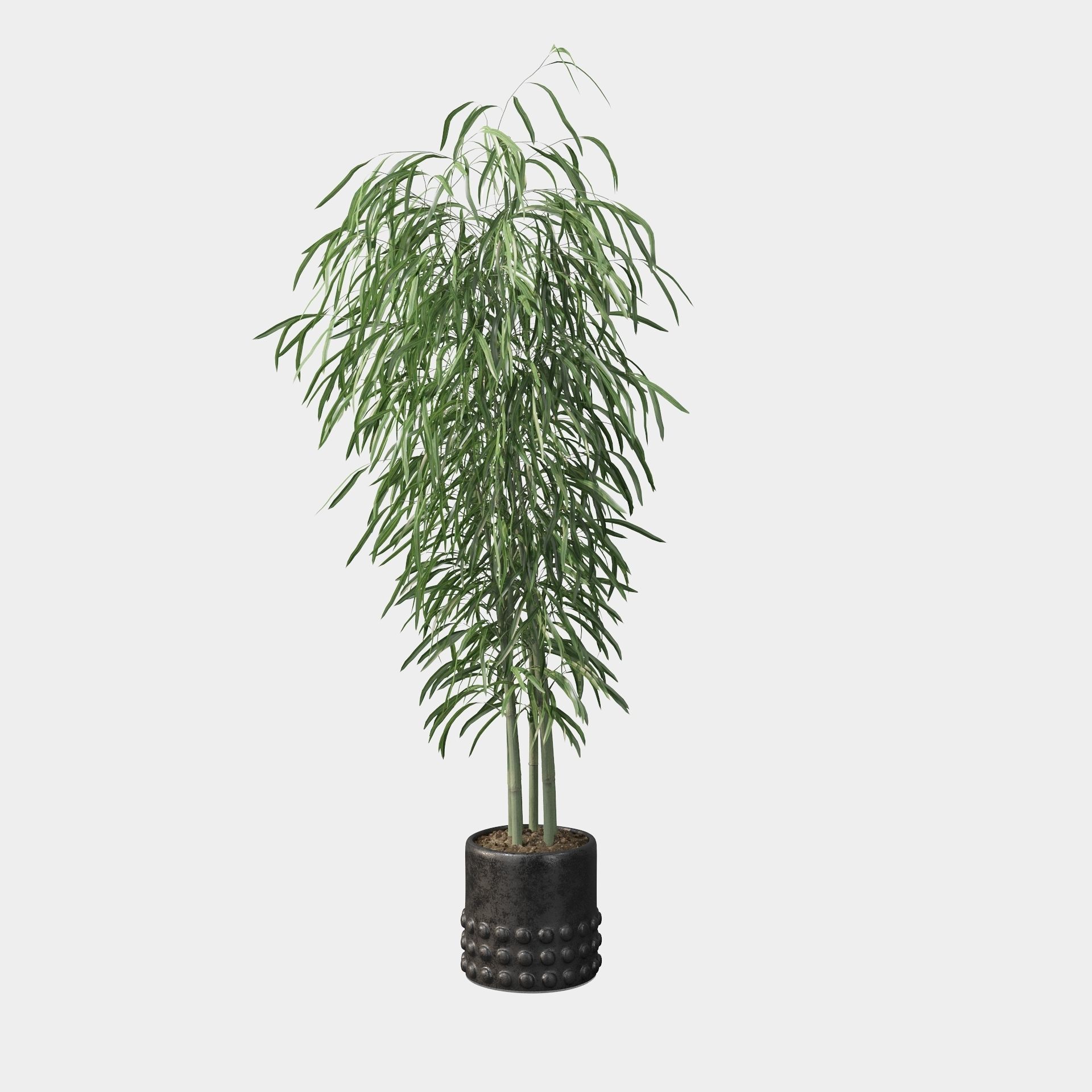 Bamboo in black oval pot 3D model_21
