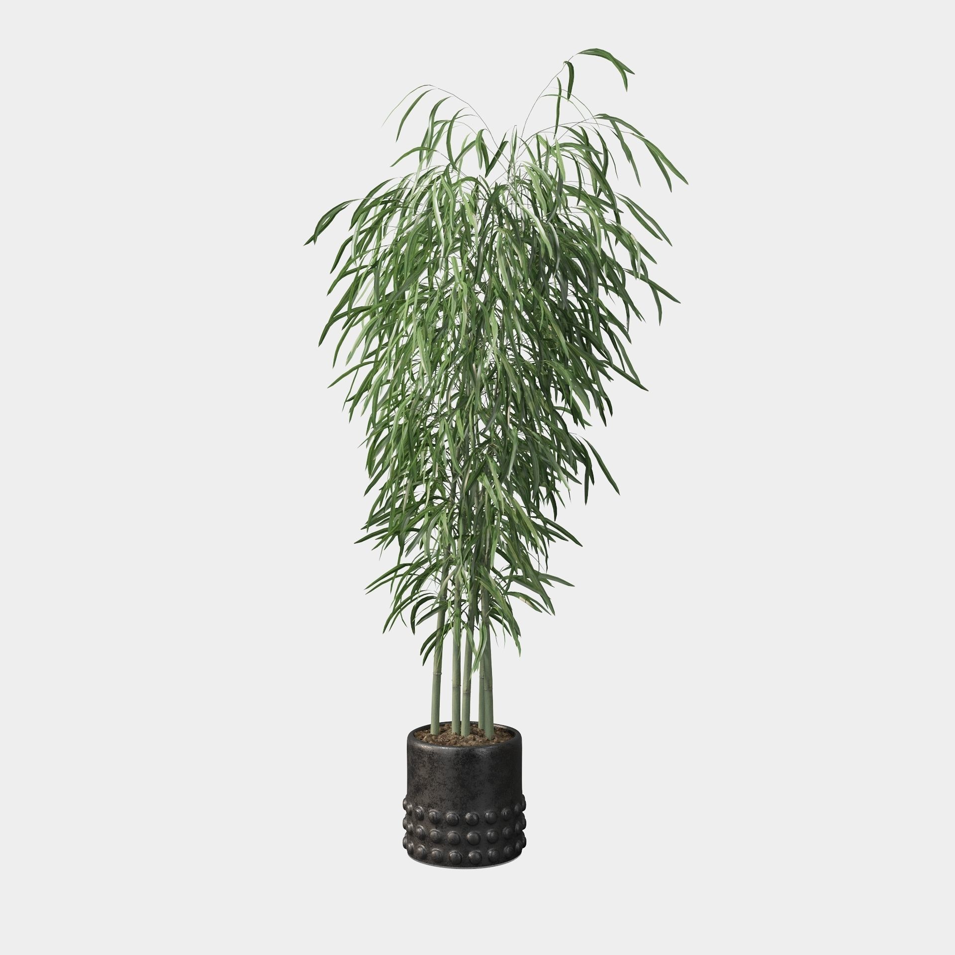 Bamboo in black oval pot 3D model_74
