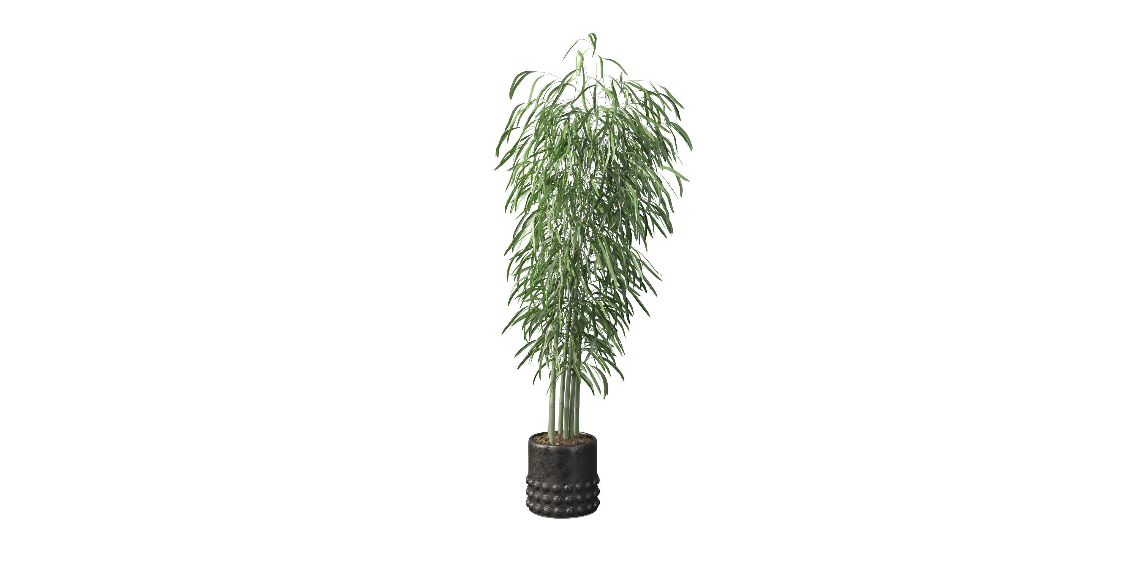 Bamboo in black oval pot 3D model_32
