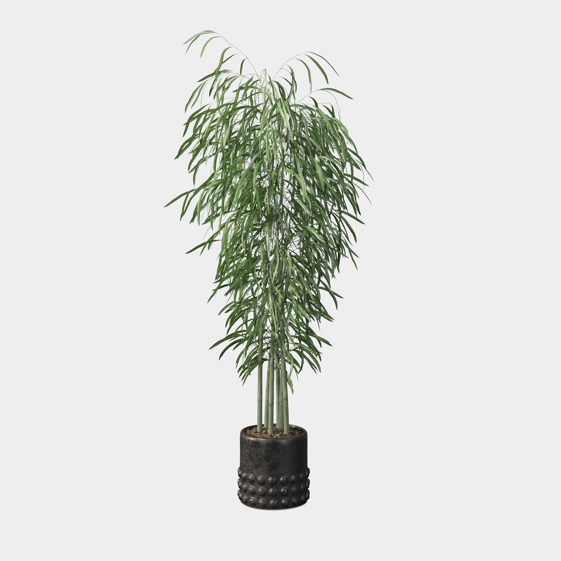 Bamboo in black oval pot 3D model_78