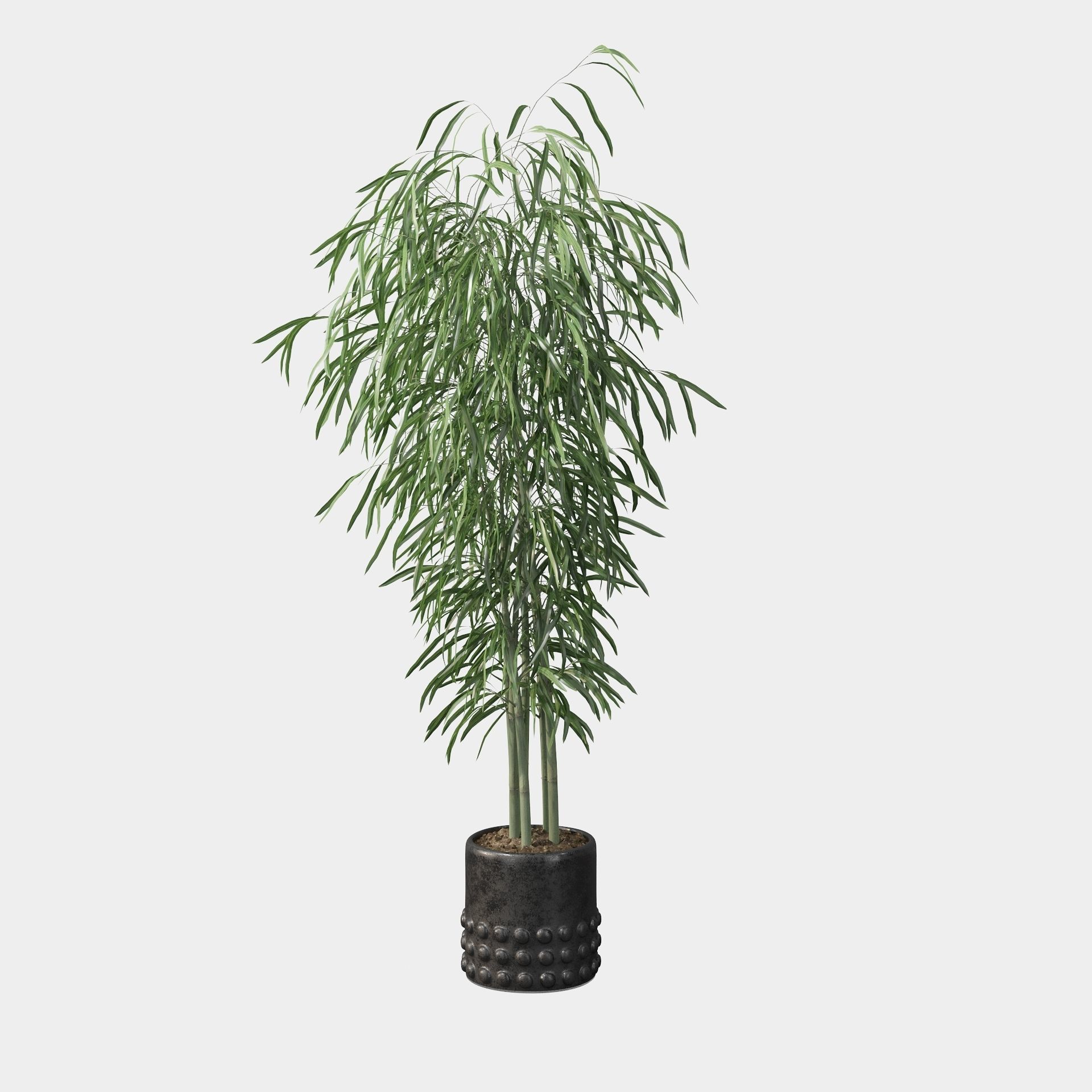 Bamboo in black oval pot 3D model_81