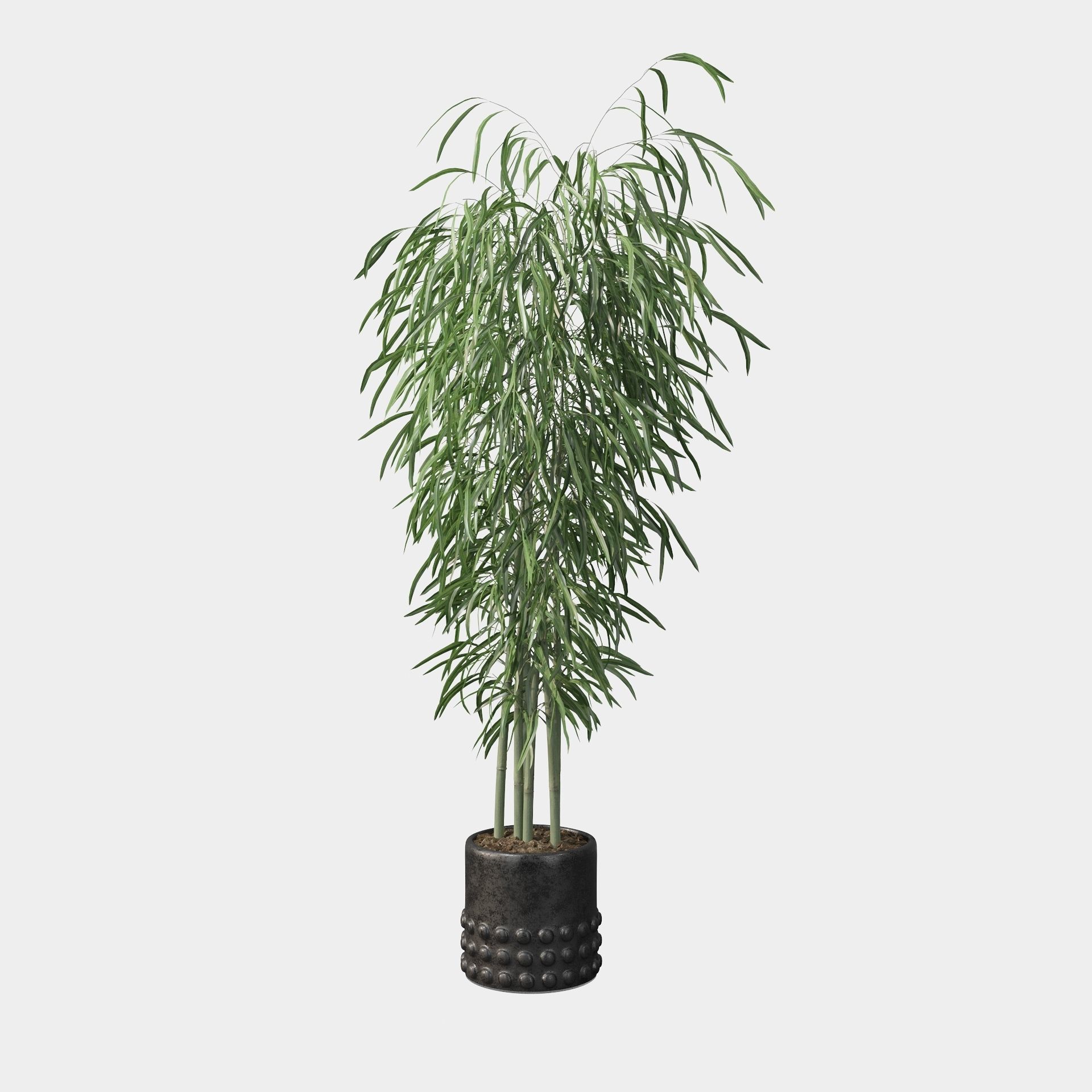 Bamboo in black oval pot 3D model_5