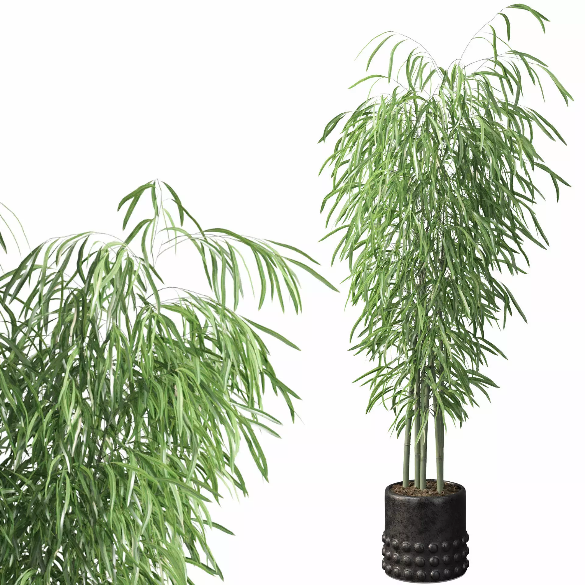 Bamboo in black oval pot 3D model_0