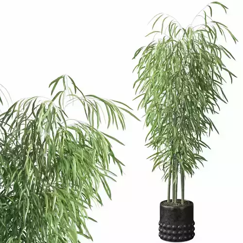 Bamboo in black oval pot 3D model