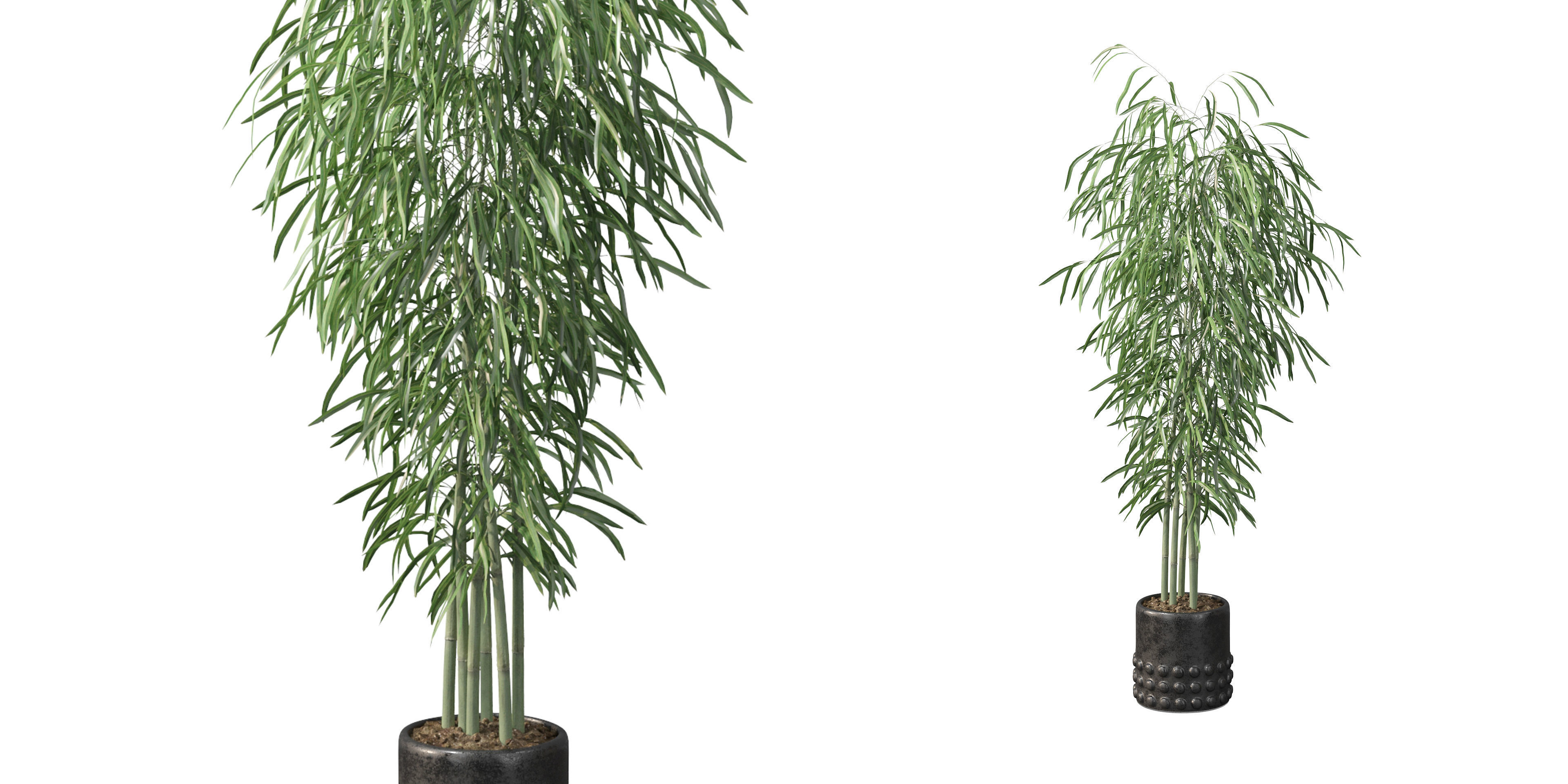 Bamboo in black oval pot 3D model_34
