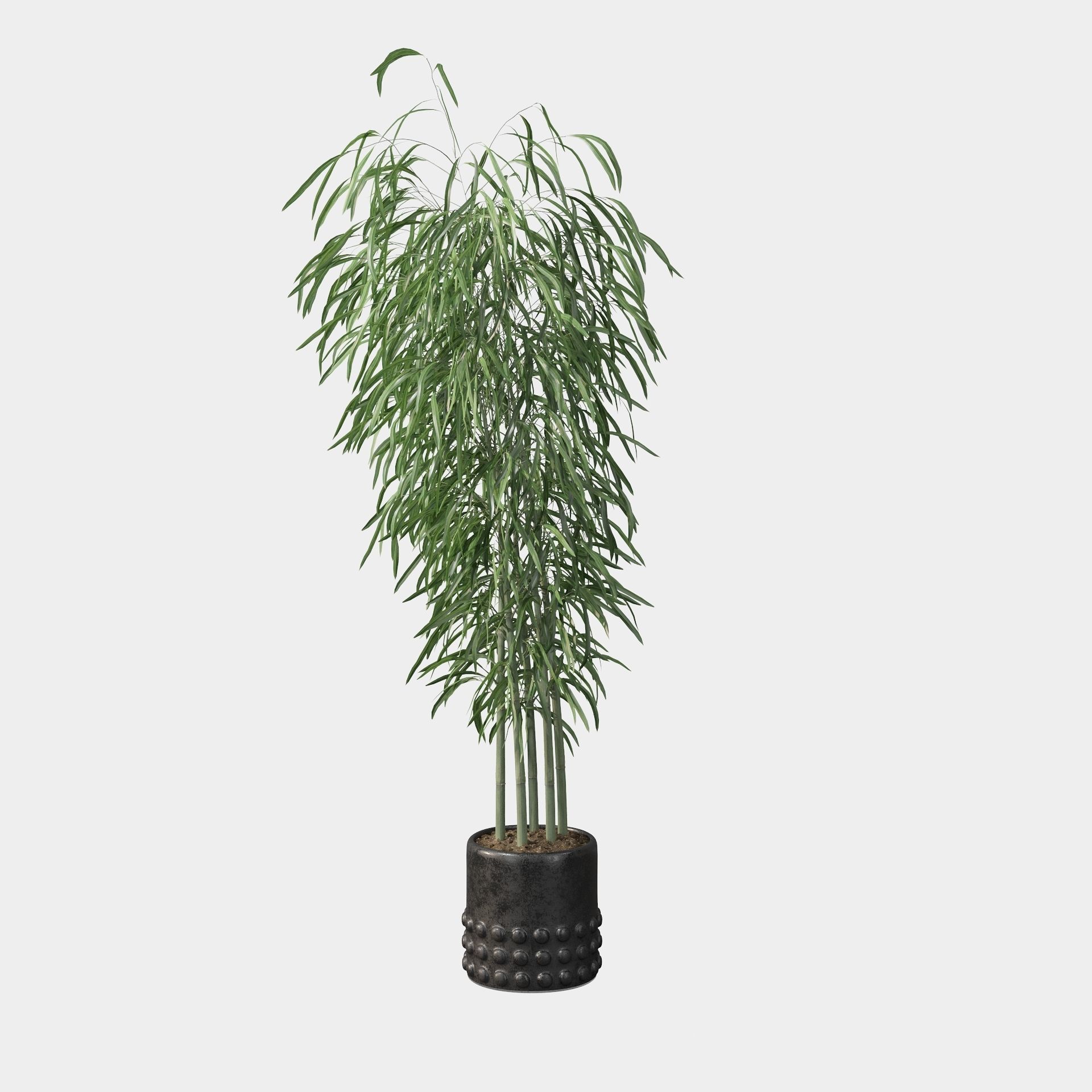 Bamboo in black oval pot 3D model_18