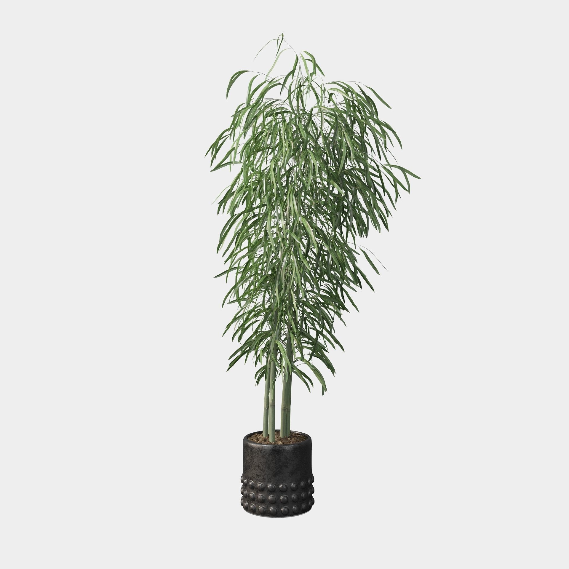 Bamboo in black oval pot 3D model_71