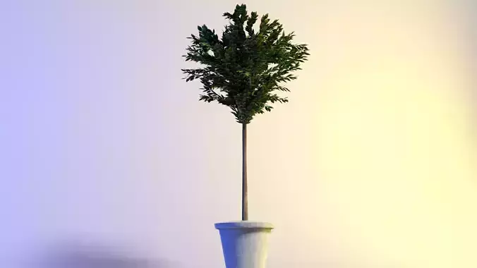 Fatinia pink marble mezofusto