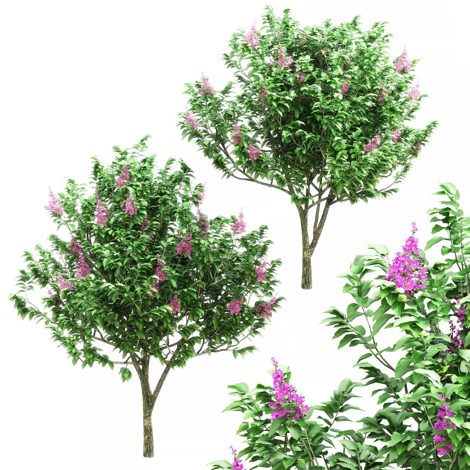 Banaba is young -2 models 3D model