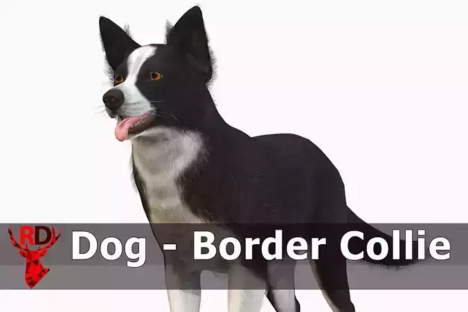 Dog - Border Collie Low-poly 3D model
