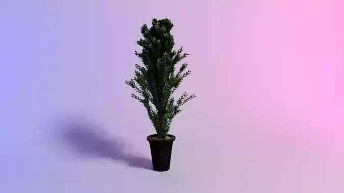 Betulla pendula henkel