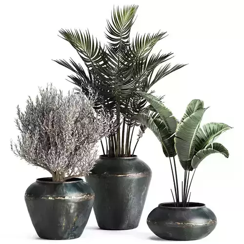 Houseplants in a pot for the interior 871