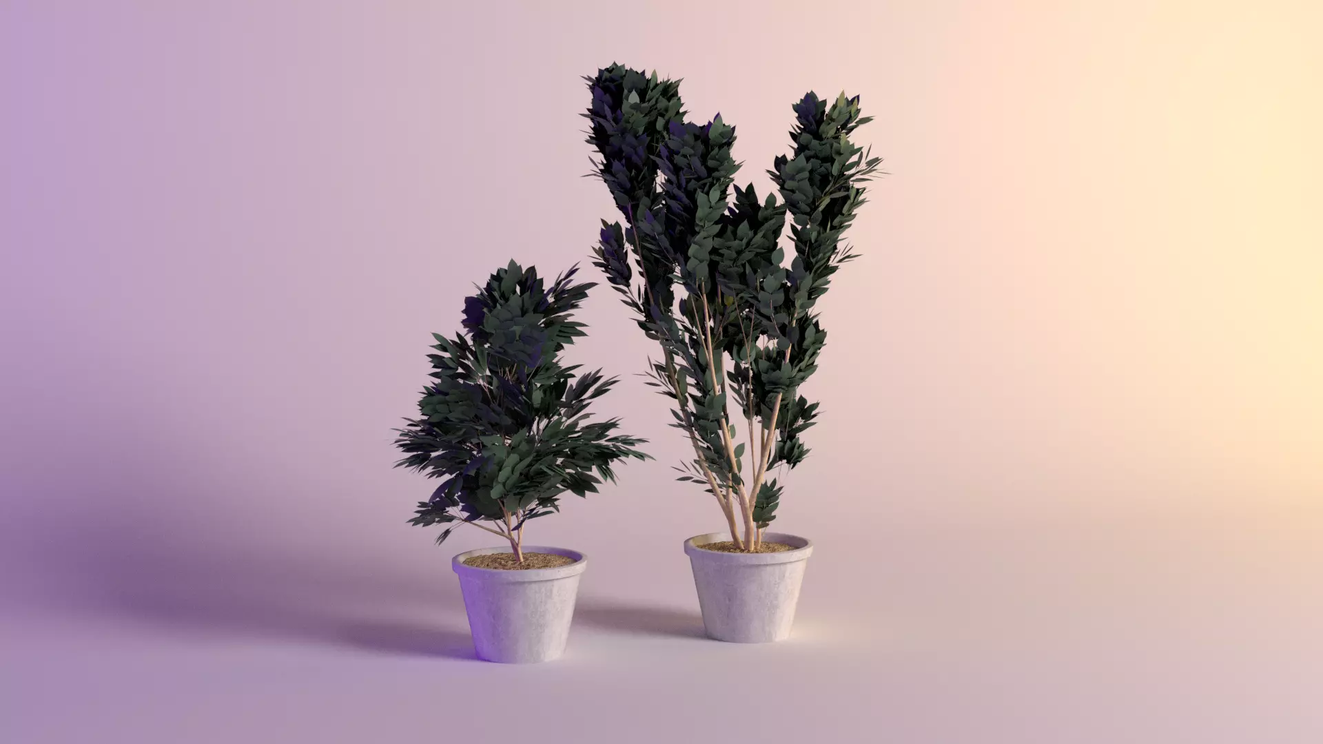Lauro cerasus etna 3D model