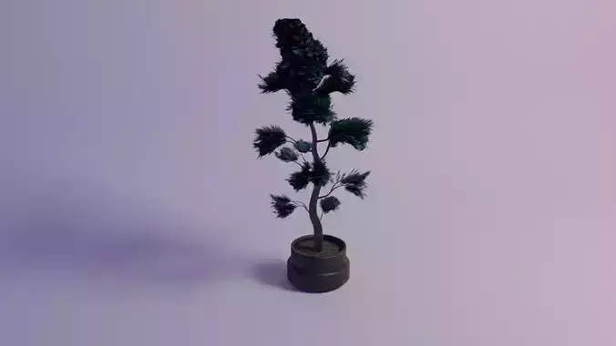 Cupresus arizonika bonsai