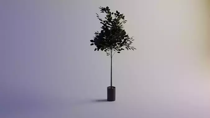 Tilia americano alto fusto 3D model