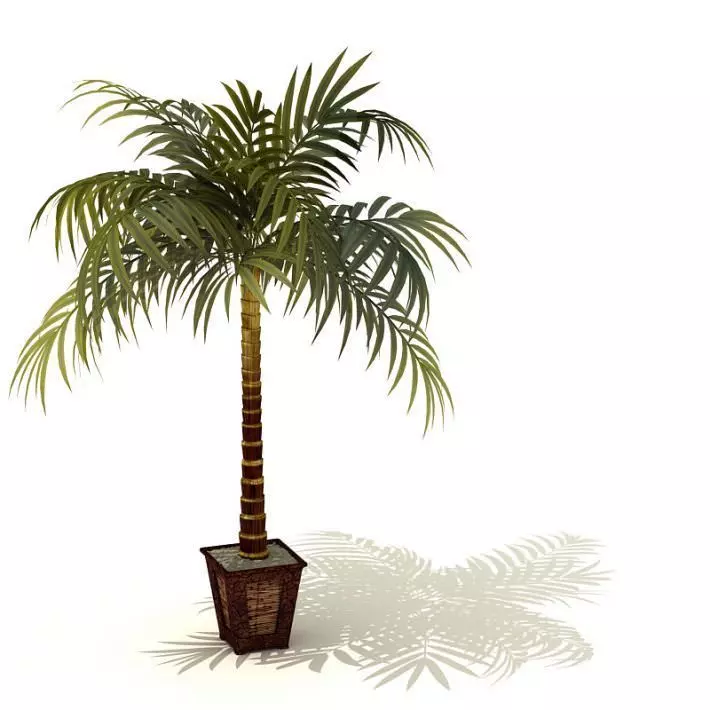 Decorative Palm Tree 3D model_0