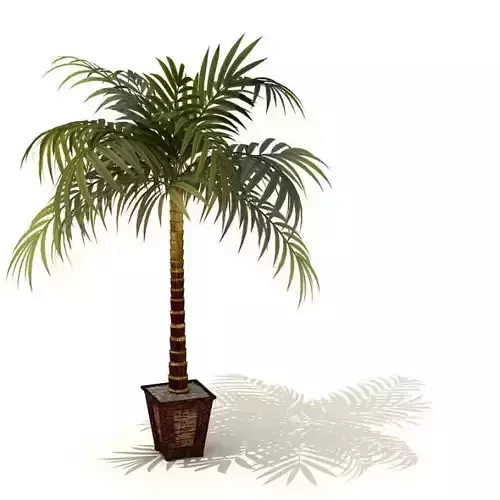 Decorative Palm Tree