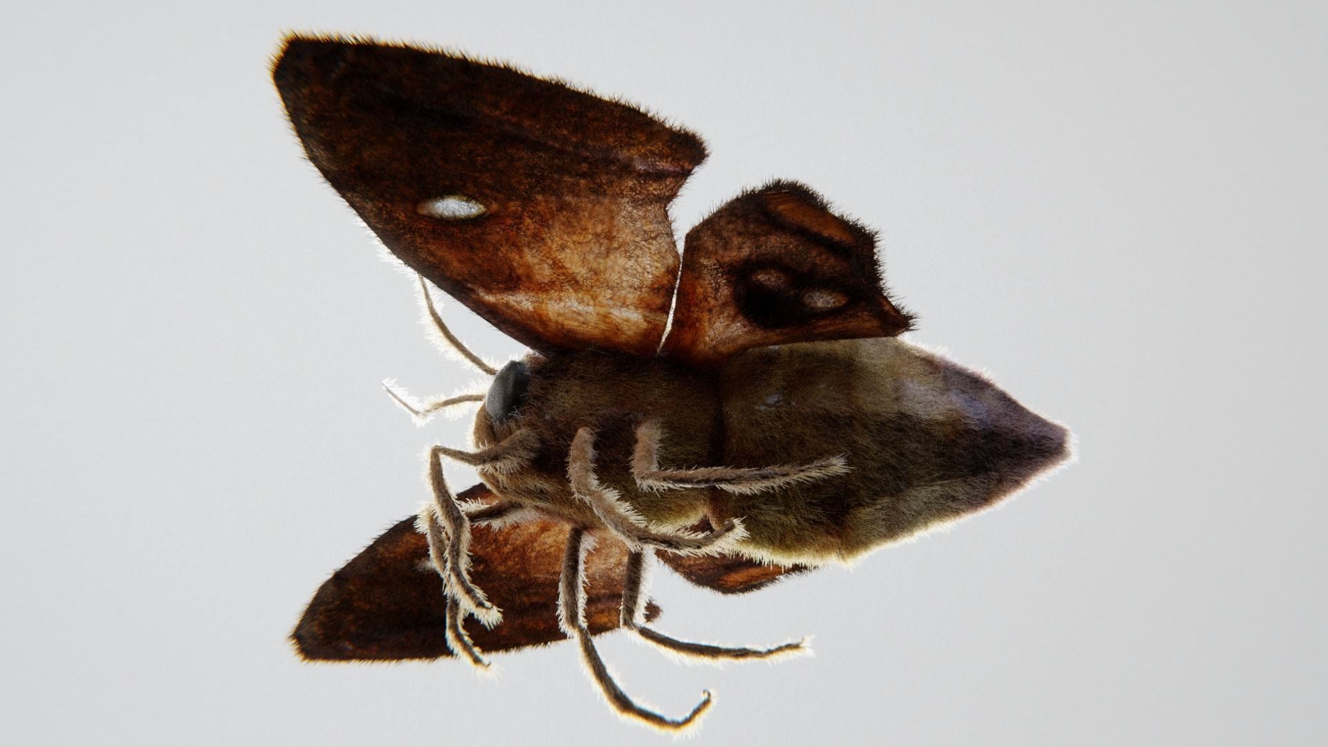 MOTH BUTTERFLY Low-poly 3D model_7