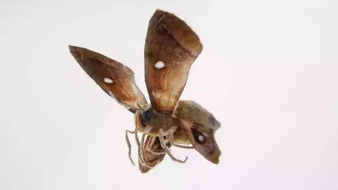 MOTH BUTTERFLY Low-poly 3D model