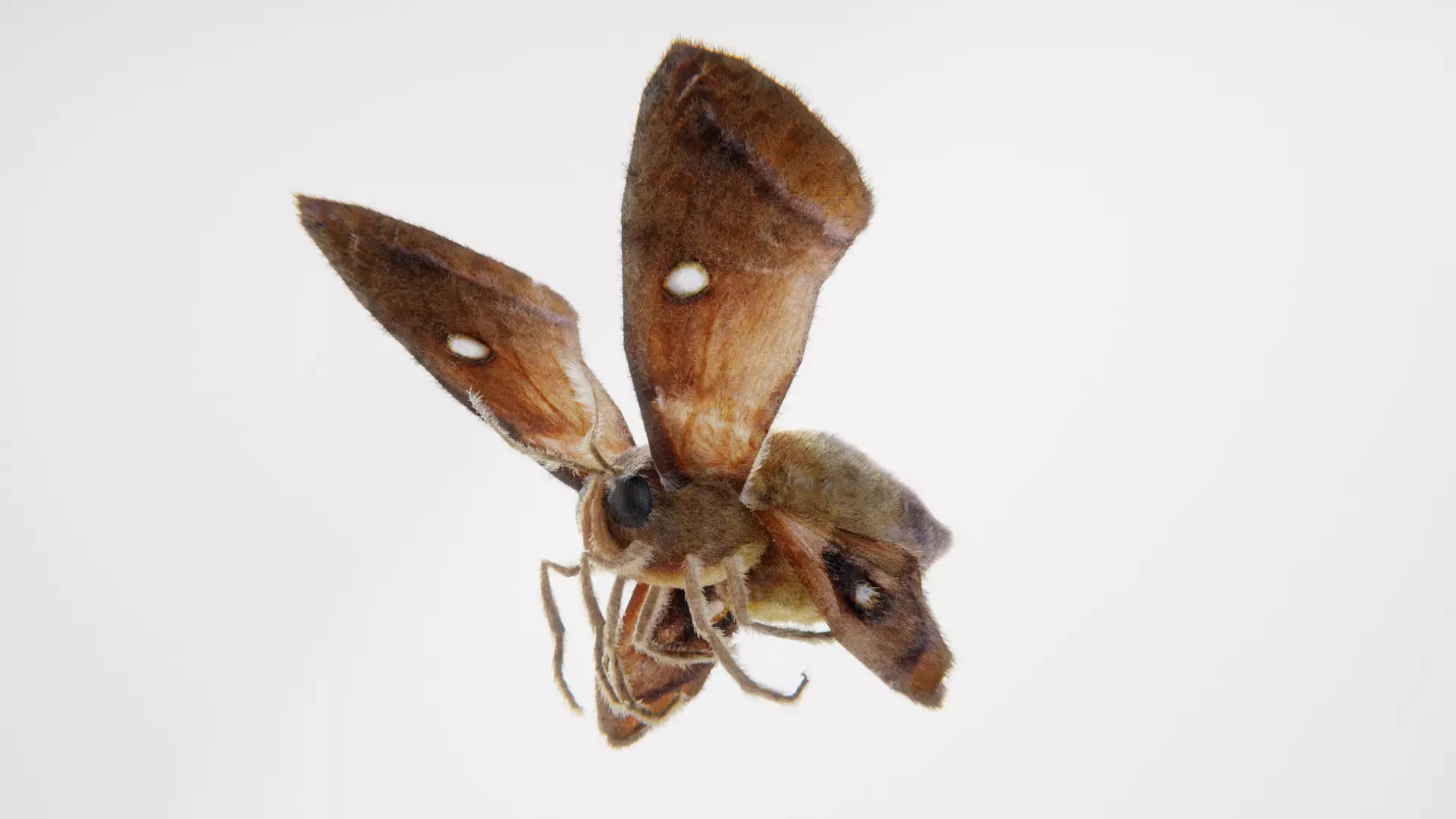 MOTH BUTTERFLY Low-poly 3D model_0